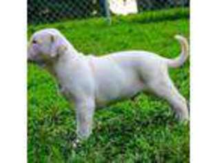 Mutt Puppy for sale in Stockbridge, GA, USA