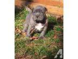 American Pit Bull Terrier Puppy for sale in BUCKHEAD, GA, USA