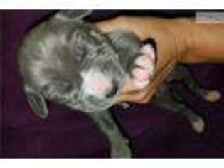 Great Dane Puppy for sale in Chicago, IL, USA