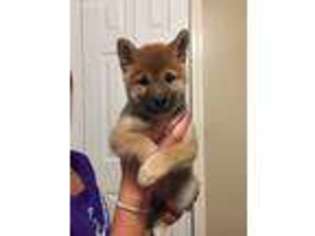 Shiba Inu Puppy for sale in Lees Summit, MO, USA