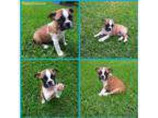 Boston Terrier Puppy for sale in Watha, NC, USA