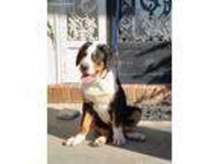 Greater Swiss Mountain Dog Puppy for sale in Ridgely, TN, USA