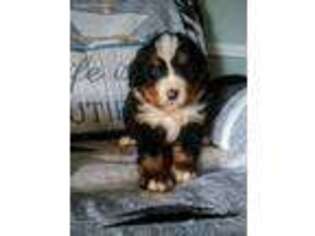 Bernese Mountain Dog Puppy for sale in Pembroke, KY, USA