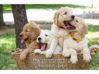 Goldendoodle Puppy for sale in Fort Worth, TX, USA