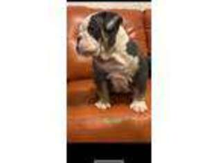Olde English Bulldogge Puppy for sale in Creedmoor, NC, USA