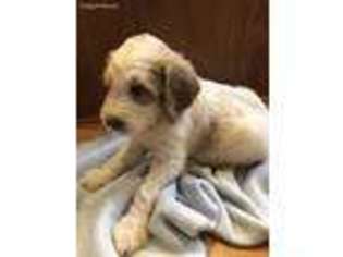Labradoodle Puppy for sale in Niles, MI, USA