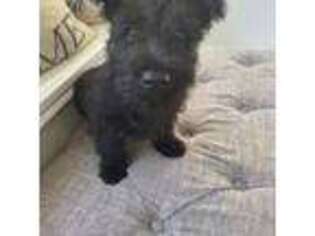 Scottish Terrier Puppy for sale in Seabrook, TX, USA