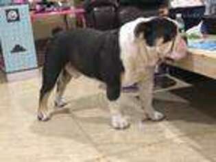 Olde English Bulldogge Puppy for sale in Pembroke Pines, FL, USA