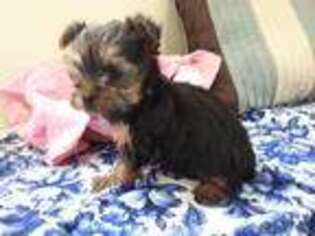 Yorkshire Terrier Puppy for sale in Ava, IL, USA