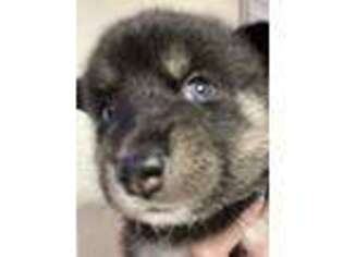 Siberian Husky Puppy for sale in Plant City, FL, USA