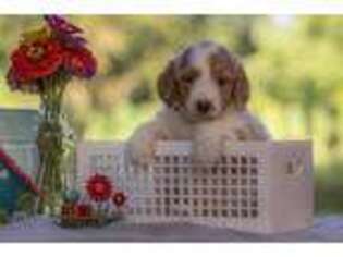 Goldendoodle Puppy for sale in Waco, TX, USA
