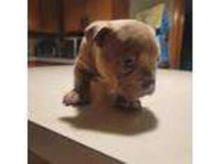 Mutt Puppy for sale in Revere, MA, USA