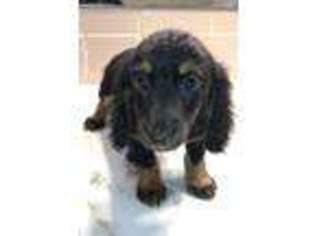 Dachshund Puppy for sale in Ballinger, TX, USA
