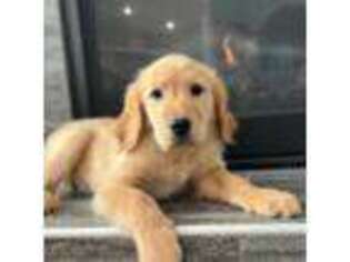 Golden Retriever Puppy for sale in Hesperia, CA, USA