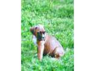 Boxer Puppy for sale in Locust Grove, GA, USA