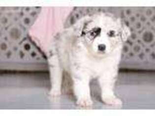 Australian Shepherd Puppy for sale in Butler, OH, USA
