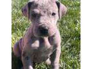 Great Dane Puppy for sale in Thornville, OH, USA