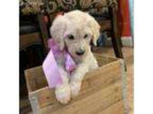 Goldendoodle Puppy for sale in Hickory, NC, USA