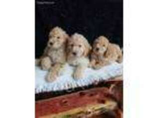 Goldendoodle Puppy for sale in Belgrade, MN, USA