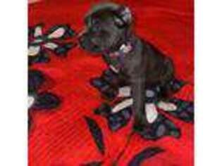Cane Corso Puppy for sale in Brooklyn, NY, USA