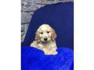 Goldendoodle Puppy for sale in Jamestown, KY, USA