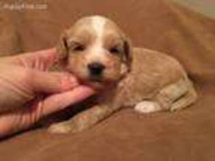 Mutt Puppy for sale in Crown Point, IN, USA