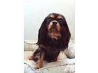 Cavalier King Charles Spaniel Puppy for sale in ROCKLIN, CA, USA