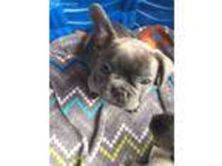 French Bulldog Puppy for sale in Westminster, MD, USA