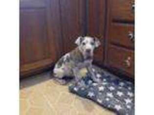 Great Dane Puppy for sale in Durand, IL, USA