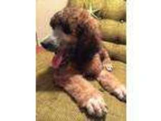 Mutt Puppy for sale in Burnet, TX, USA
