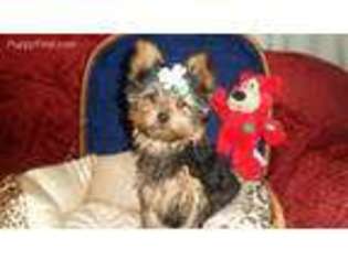 Yorkshire Terrier Puppy for sale in Hedrick, IA, USA