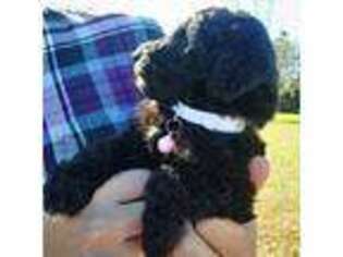 Mutt Puppy for sale in Elberton, GA, USA