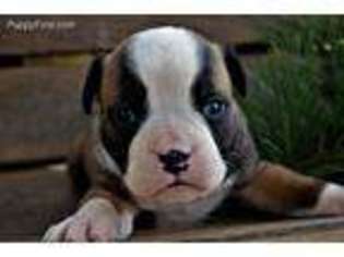 Olde English Bulldogge Puppy for sale in Rocky Comfort, MO, USA