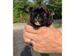 French Bulldog Puppy for sale in Calhoun, KY, USA