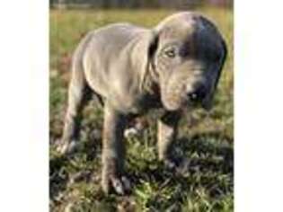 Great Dane Puppy for sale in Rome, PA, USA