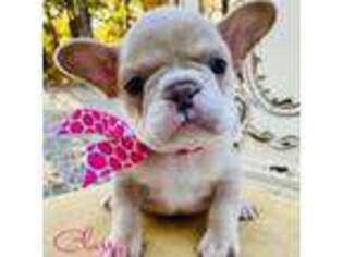 French Bulldog Puppy for sale in Greenbrier, AR, USA