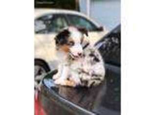 Australian Shepherd Puppy for sale in Kennesaw, GA, USA