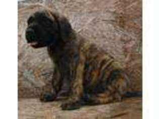 Mastiff Puppy for sale in Luther, OK, USA