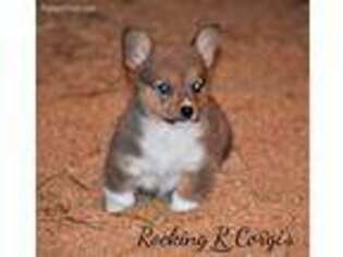 Pembroke Welsh Corgi Puppy for sale in Winston Salem, NC, USA