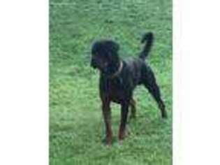 Rottweiler Puppy for sale in Stockbridge, GA, USA
