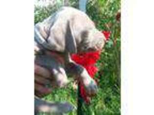 Weimaraner Puppy for sale in Medford, OR, USA