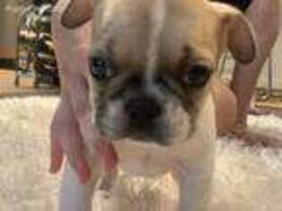 French Bulldog Puppy for sale in Timberlake, NC, USA