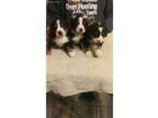 Greater Swiss Mountain Dog Puppy for sale in Bellefonte, PA, USA