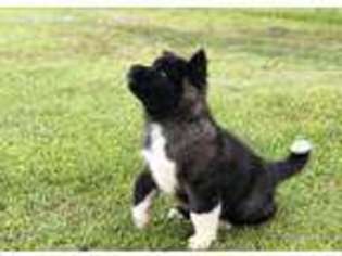 Akita Puppy for sale in Marietta, MS, USA