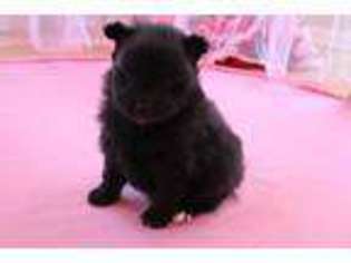 Mutt Puppy for sale in GOLDSBORO, NC, USA