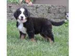 Bernese Mountain Dog Puppy for sale in Wellman, IA, USA