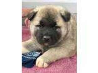 Akita Puppy for sale in Howe, OK, USA