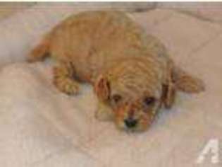 Cavapoo Puppy for sale in DAYTON, OH, USA