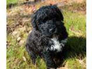 Portuguese Water Dog Puppy for sale in Marion, AL, USA