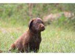 Labrador Retriever Puppy for sale in Rocheport, MO, USA